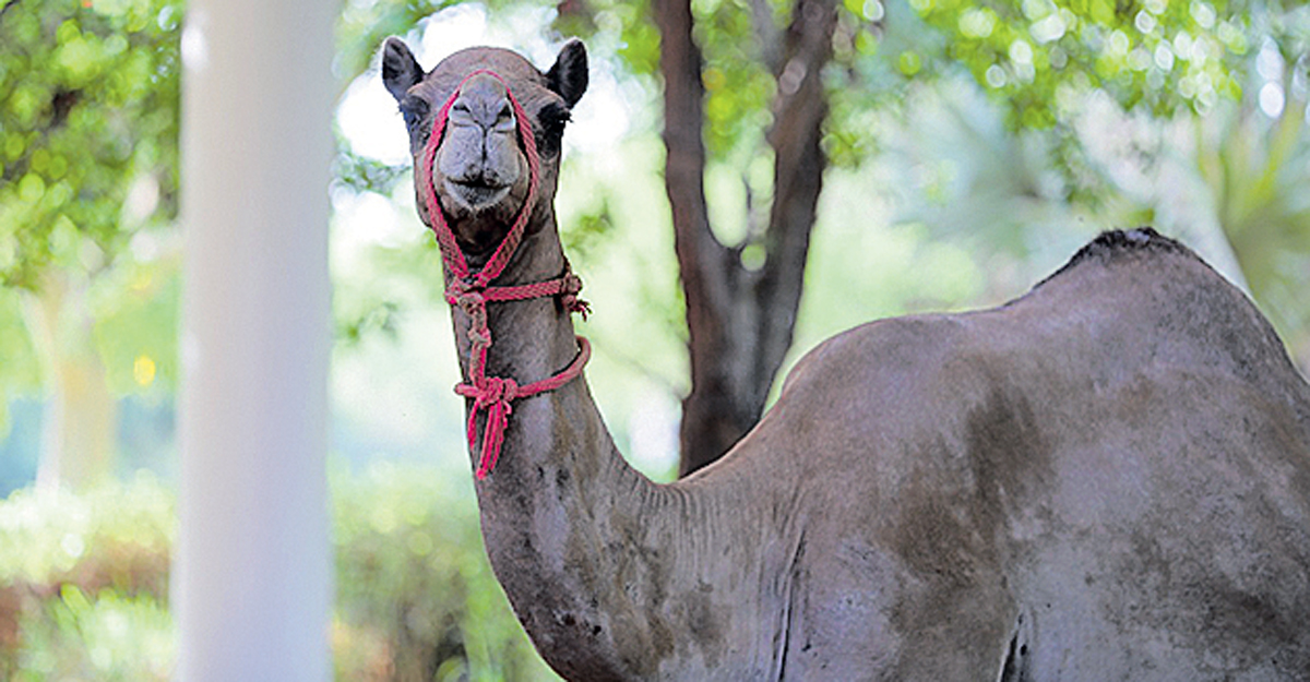 Camel escapes from zoo, two killed in Tennessee attack US News NRI
