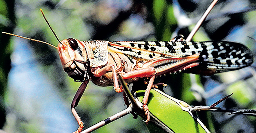 Locust Tagalog വെട്ടുകിളികൾ നിസ്സാരക്കാരല്ല; കണ്ടാൽ ചിത്രമെടുക്കൂ, വിളിക്കൂ...