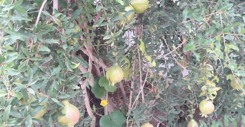 saithali-agriculture saithali-agriculture