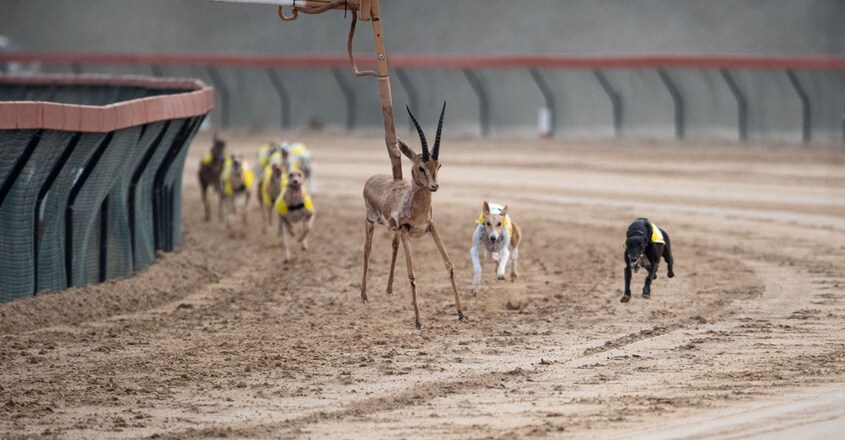 saluki-dubai-2021 saluki-dubai-2021