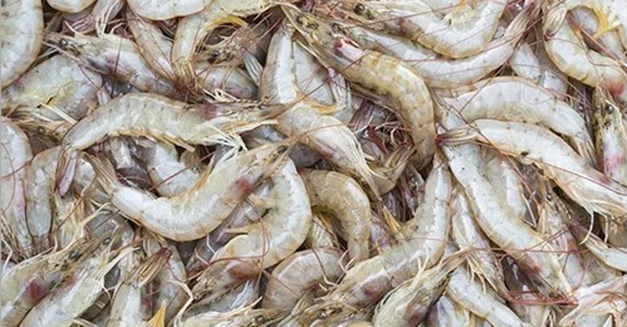 Prora Fish പുഴയിൽ മീൻ തീരെയില്ല, കടൽ തരുന്നത് അയല മാത്രം; ചെമ്മീൻ ഇനങ്ങൾക്ക് ...