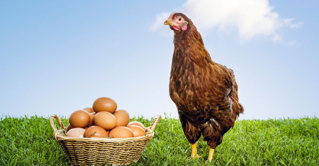 chicken-egg-prices-have-remained-unchanged-for-9-months-in-dubai