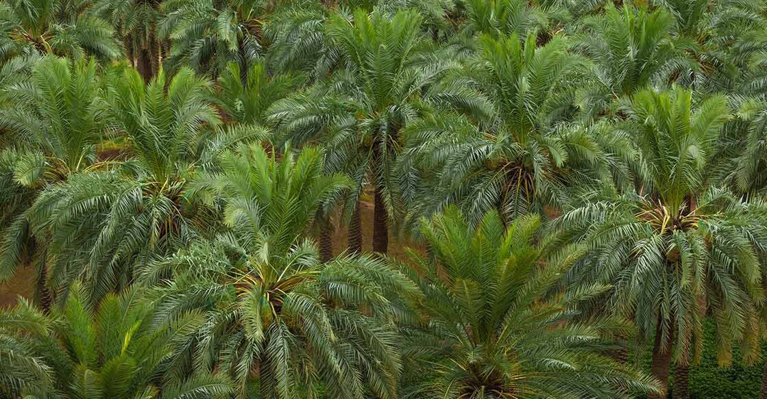 saudi-ministry-of-environment Image Credit: iiMOHAMMEDii/ shutterstock.com