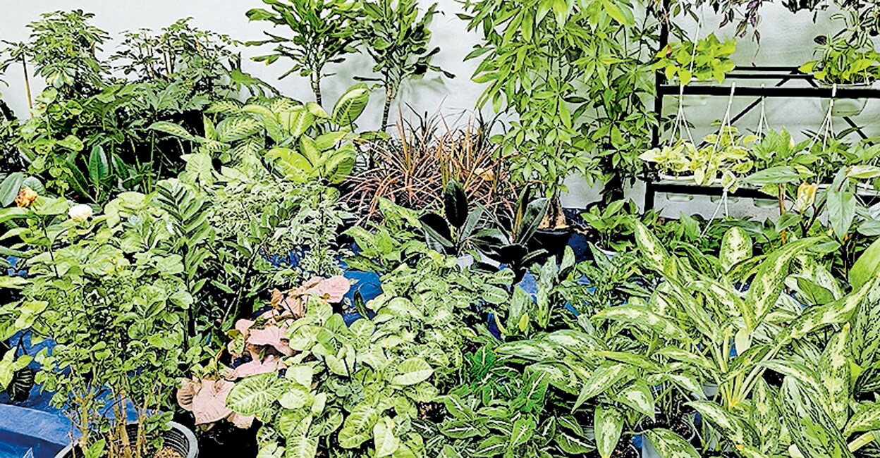 പുറത്ത് വേനൽചൂട്, അകത്ത് ചെടിപ്പച്ച Indoor plants in Doha Gulf