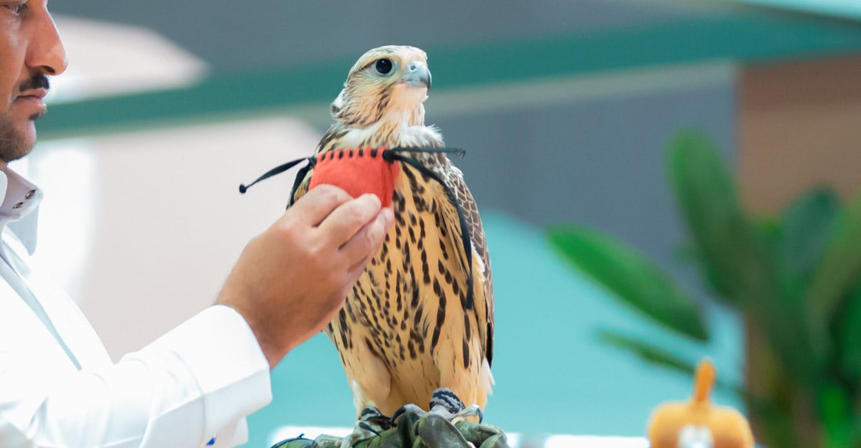 Saudi Falcons Club Hosts 3rd International Falcon Breeders’ Auction