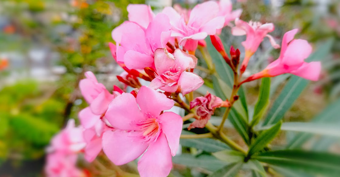 uae-bans-poisonous-oleander-plant Image Credit: Salah Uddin/istockphoto.com