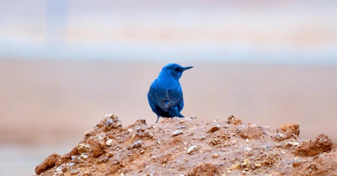 blue-rock-thrush Image Credit: SPA