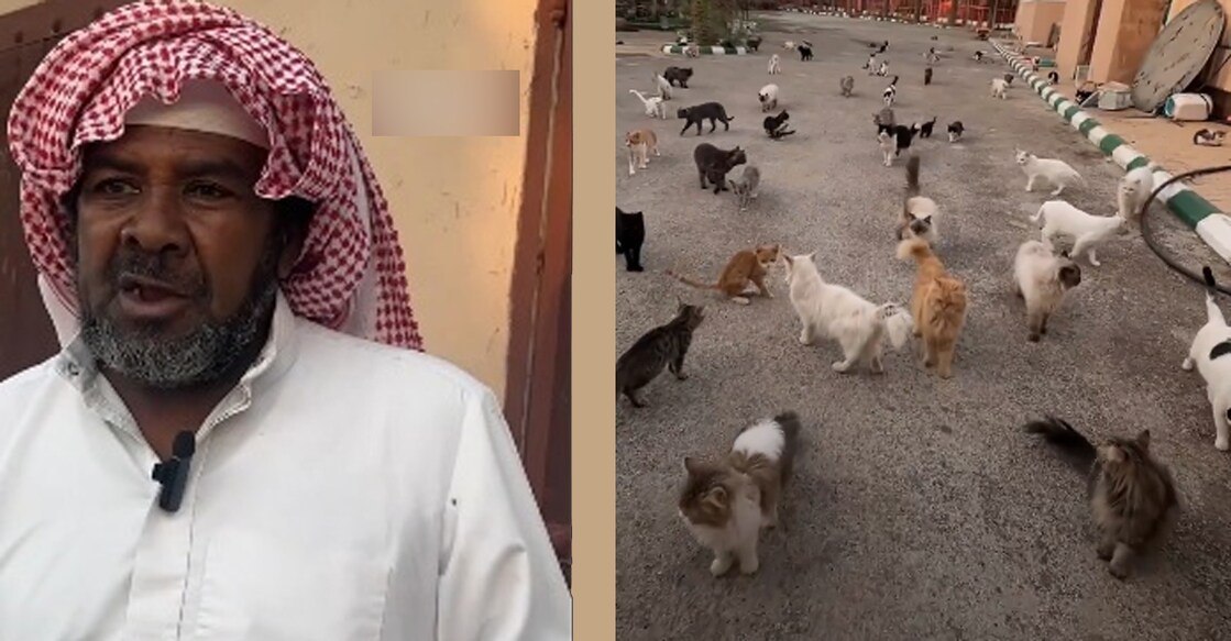 more-than-200-cats-are-growing-in-the-loving-of-ibrahim-in-saudi Image Credit: X/@al3mri009,@AlArabiya_KSA