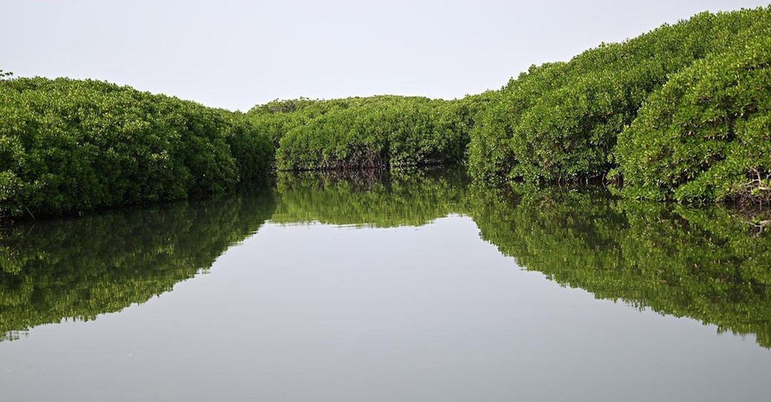 flamingos-mangrove-forests-attract-nature-lovers-photographers-jazan ചിത്രം: എസ്പിഎ.
