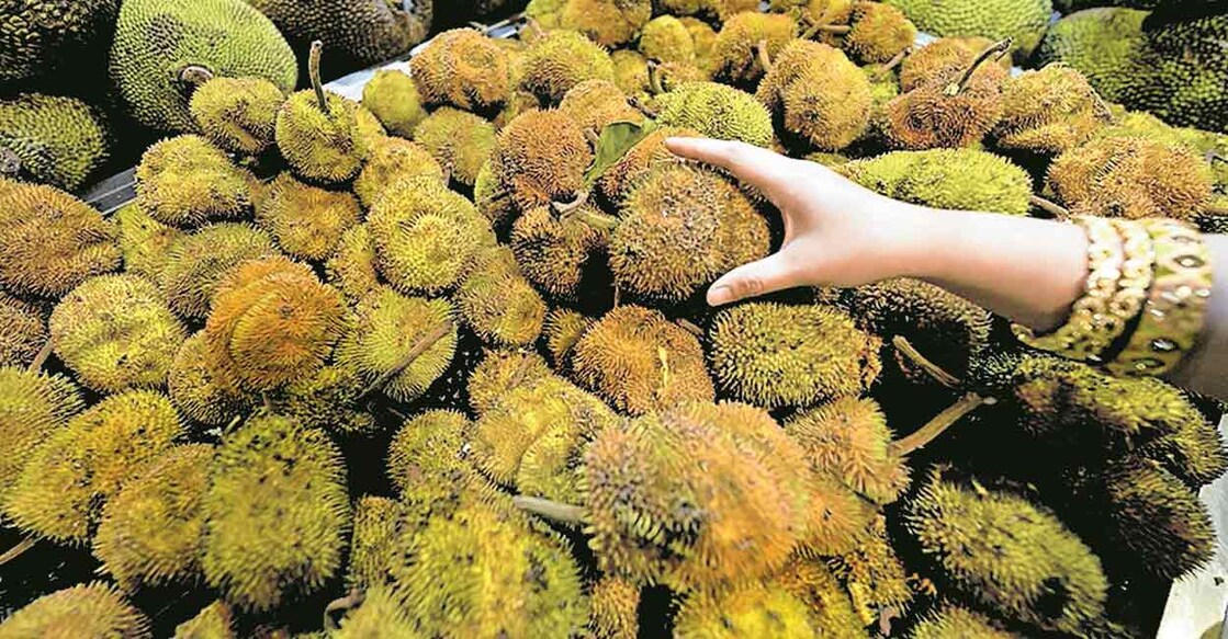 lulu-group-hypermarkets-offers-34-varieties-of-jackfruit-from-9-countries-jackfruit-festival lulu-group-hypermarkets-offers-34-varieties-of-jackfruit-from-9-countries-jackfruit-festival