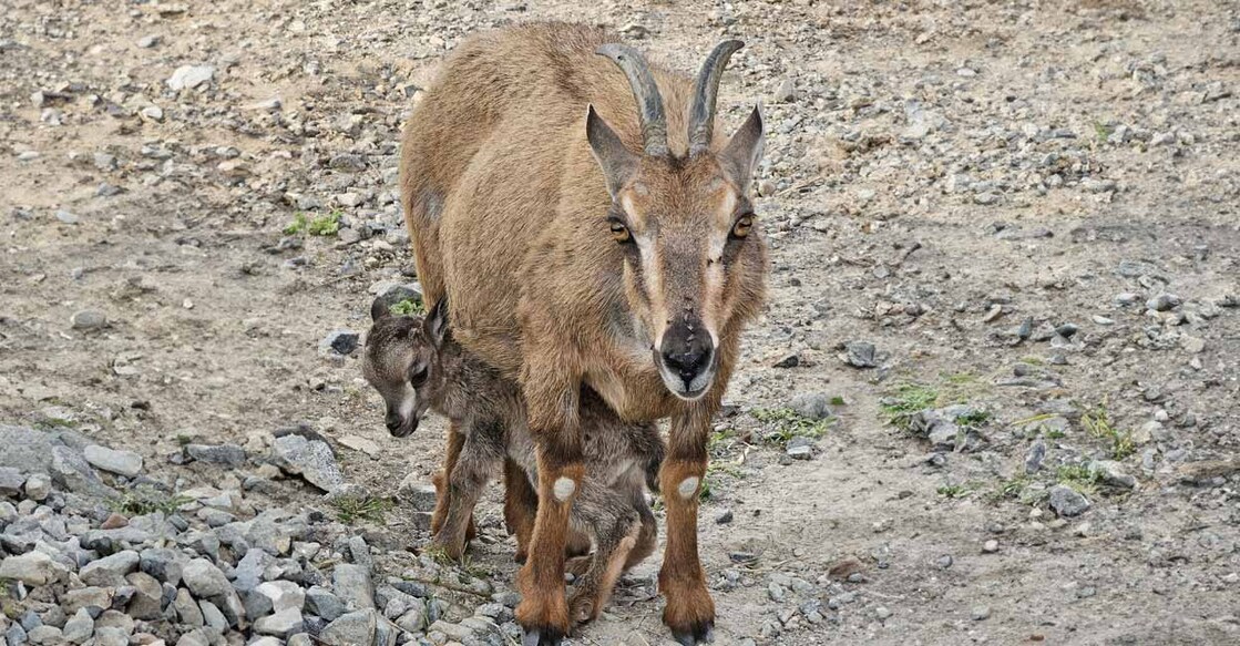al-hefaiyah-mountain-conservation-centre-witnesses-first-birth-of-an-arabian-tahr അൽ ഹെഫയ്യ മൗണ്ടൻ കൺസർവേഷൻ സെൻ്ററിൽ പിറന്ന തഹർ അമ്മയോടൊപ്പം. ക്രെഡിറ്റ് –വാം