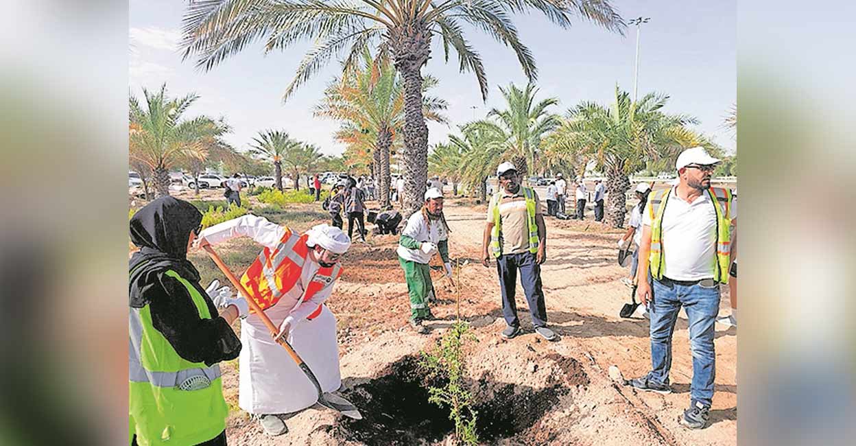 പ്രകൃതിക്ക് ഗാഫ് തണൽ ഒരുക്കാൻഅബുദാബി - Abu Dhabi Municipality | Ghaf ...