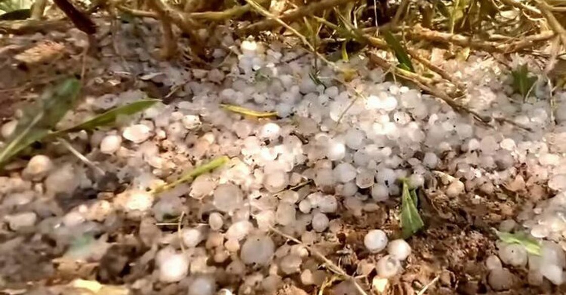 rained-in-the-hills-of-fujairah മലീഹയിലെ ആലിപ്പഴവർഷം. ചിത്രം: സ്പെഷൽ അറേഞ്ച്മെന്റ്