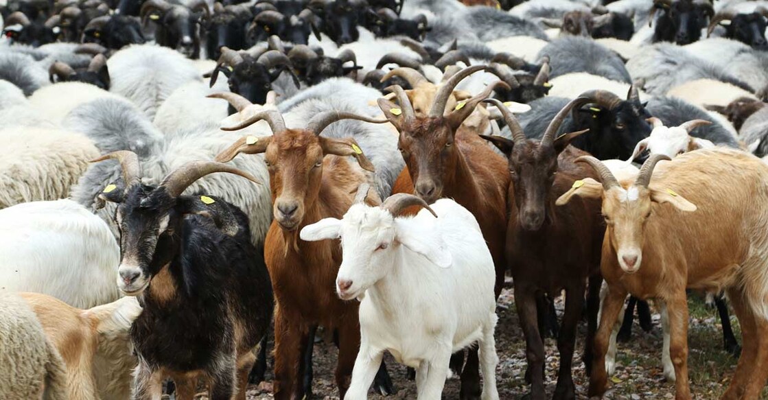 eid-ul-adha eid-ul-adha