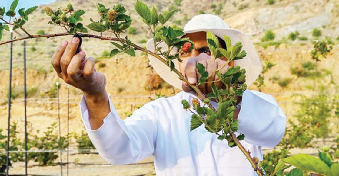 blackberry-cultivation-initiative-in-al-bahah blackberry-cultivation-initiative-in-al-bahah