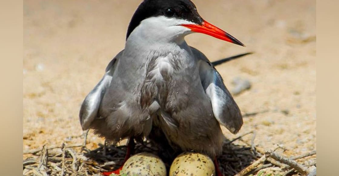 abu-dhabi-environment-agency-warns-collecting-bird-eggs-in-forests-illegal