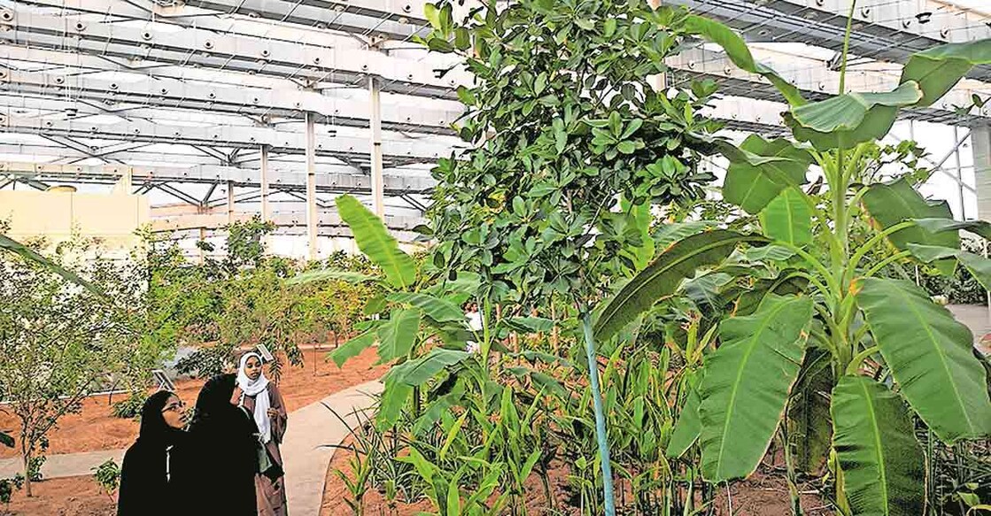 abu-dhabi-mawasem-green-house-attracts-visitors abu-dhabi-mawasem-green-house-attracts-visitors