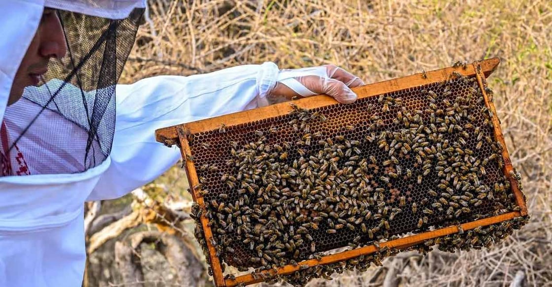 al-baha-produces-fine-quality-honey