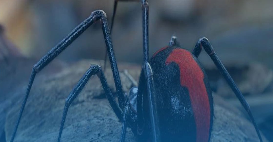 oman-ministry-of-health-issues-warning-against-the-dangerous-black-widow-spider