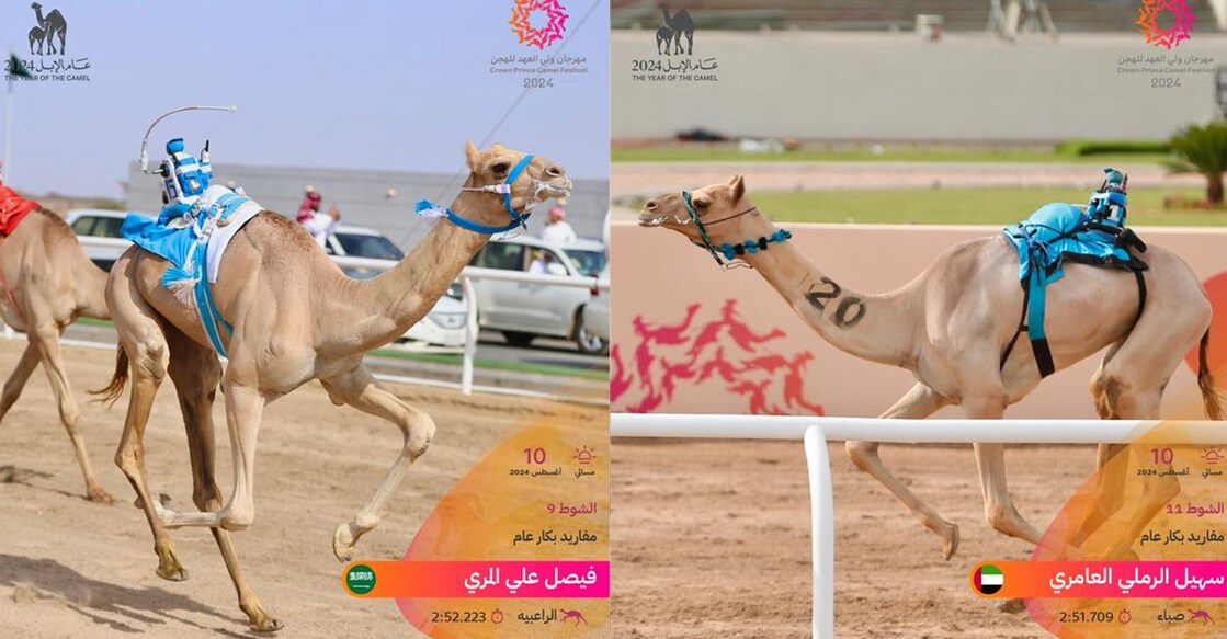 crown-prince-camel-festival-has-started-in-saudi-arabia Image Credit:X/cpcfksa