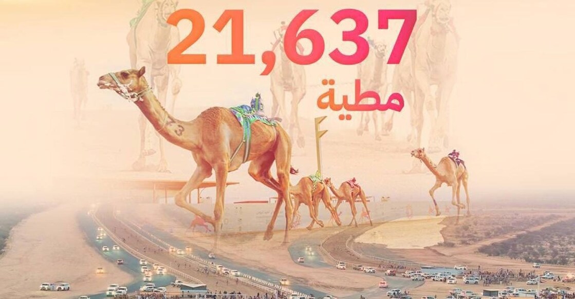 21637-camels-new-record-in-crown-prince-festival