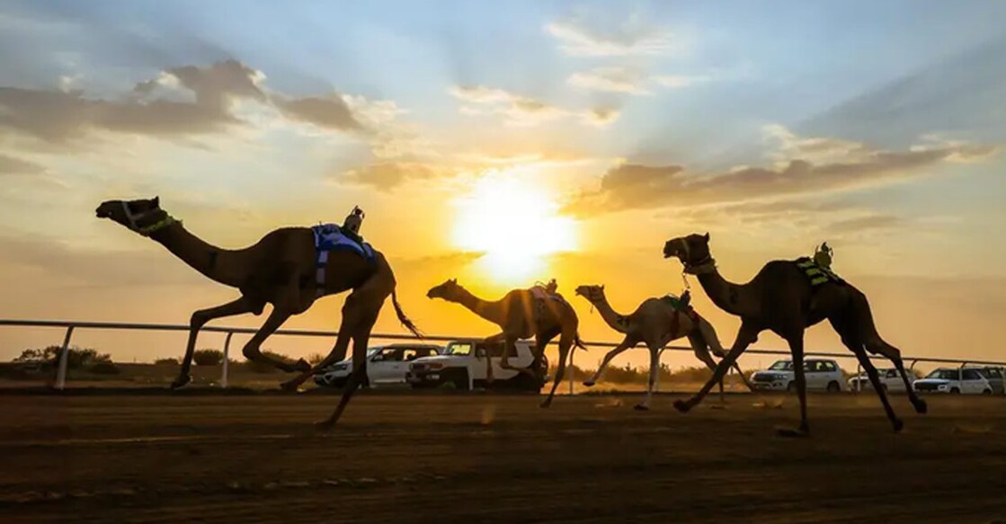 makkah-deputy-emir-crowns-winners-of-crown-prince-camel-festival.