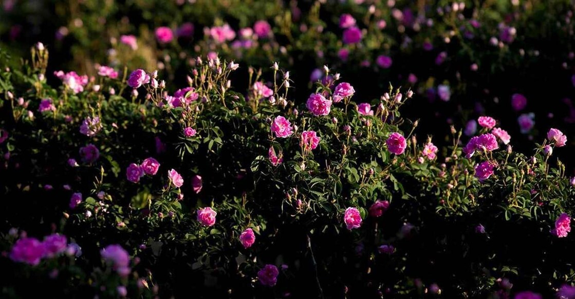 new-job-opportunities-in-rose-cultivation-in-saudi ചിത്രം: എസ്പിഎ.