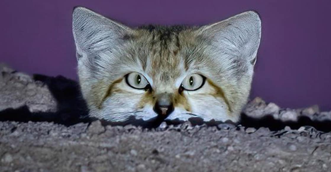 wild-sand-cat-observed-in-kuwait കുവൈത്തിലെ അൽ സൽമി ഏരിയയിൽ കണ്ടെത്തിയ മണൽ പൂച്ച. Image Credit : x/@kuna_en