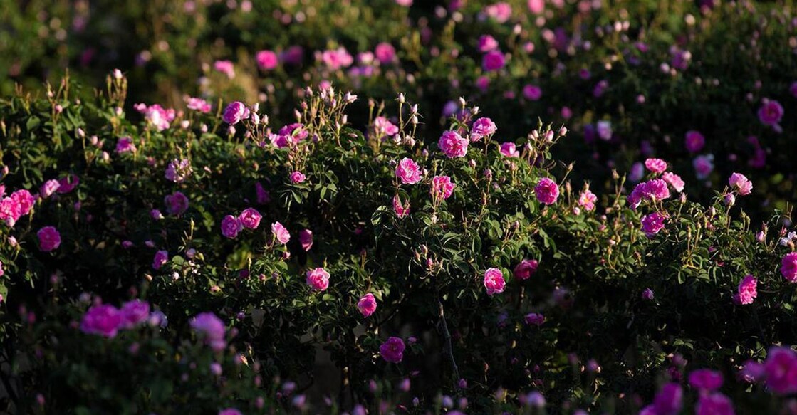 taif-to-host-global-forum-for-roses-aromatic-plants-in-spring Image Credit: SPA