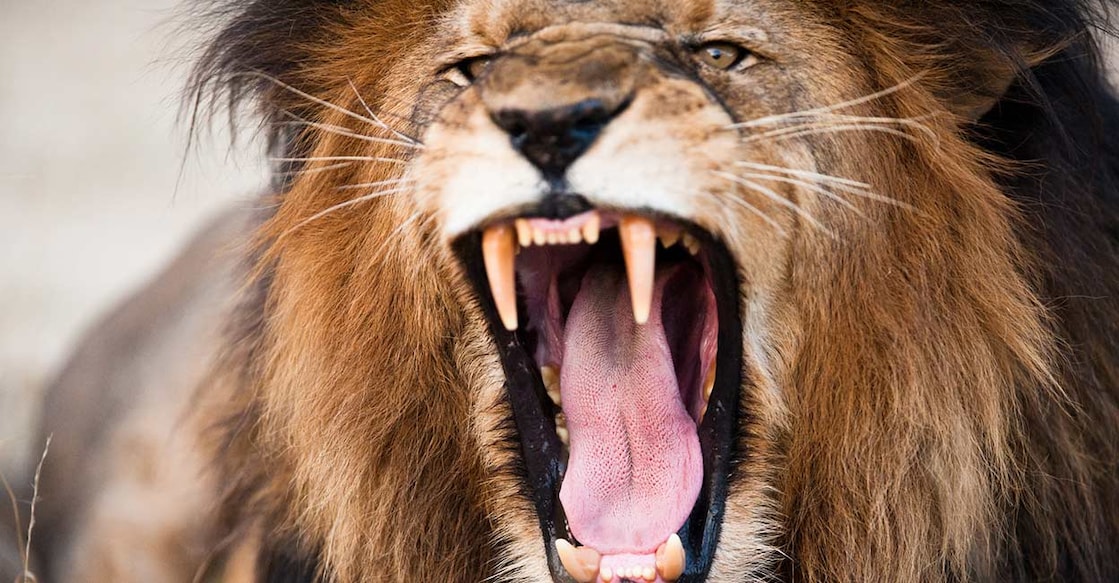 17-year-old-qatari-attacked-by-lion-in-umm-salal Representative Image. Image Credit: 3dan3/istockphoto.com