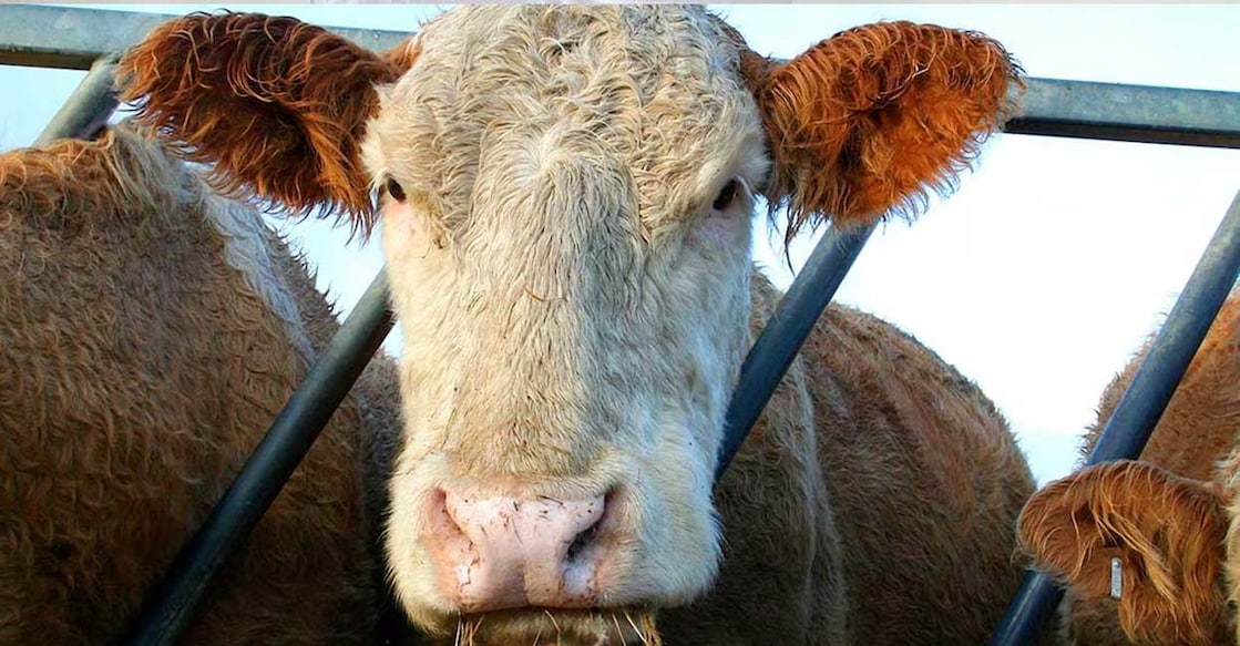 foot-and-mouth-disease-detected-in-cattle-in-kuwait Representative Image. Image Credit: purplevine/Istockphoto.com
