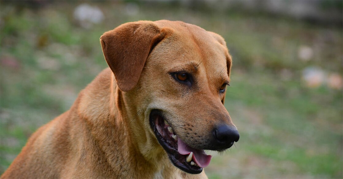 kuwait-launches-campaign-to-tackle-stray-dog-attacks സ്വദേശികളും വിദേശികളും നായ ശല്ല്യം റിപ്പോര്ട്ട് ചെയ്യണമെന്ന് അധികൃതര് ആവശ്യപ്പെട്ടു. Representative Image. Image Credits: SawitreeLyaon/Istockphoto.com