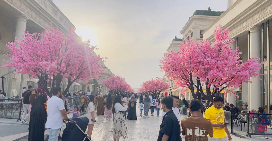 cherry-blossoms-in-katara-cultural-village ചിത്രം: സ്പെഷൽ അറേഞ്ച്മെന്റ്