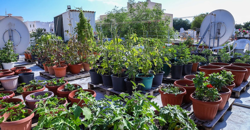garden--3 garden--3