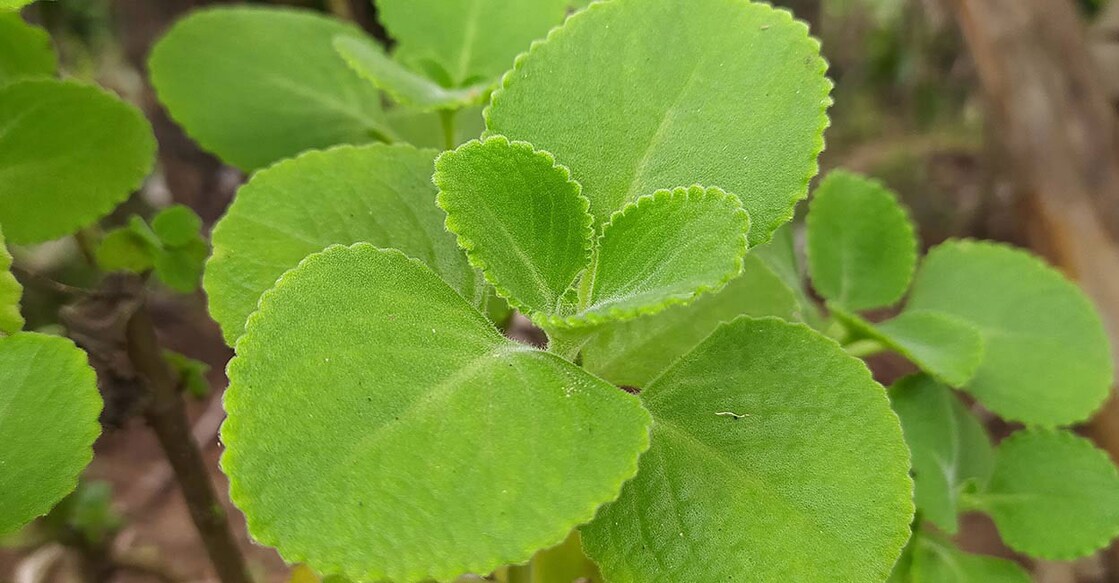 mexican-mint Image Credits: ECO LENS/Shutterstock.com