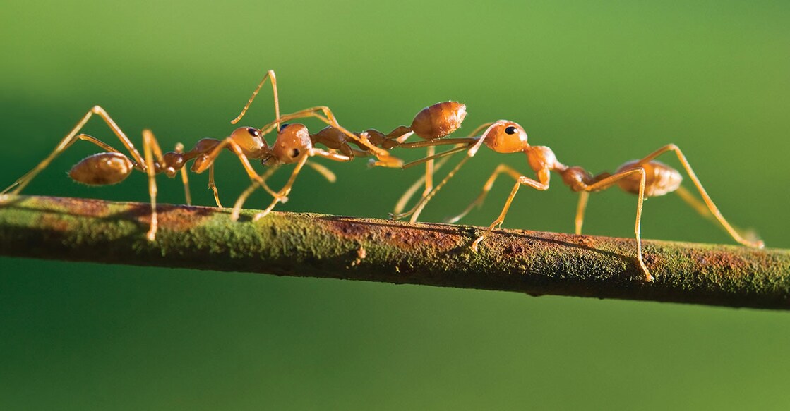 ant Image Credits: ElenaBelozorova/Istockphoto.com