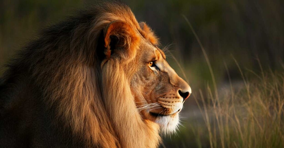 lion-global Photo Credit: Representative image created using AI Image Generator