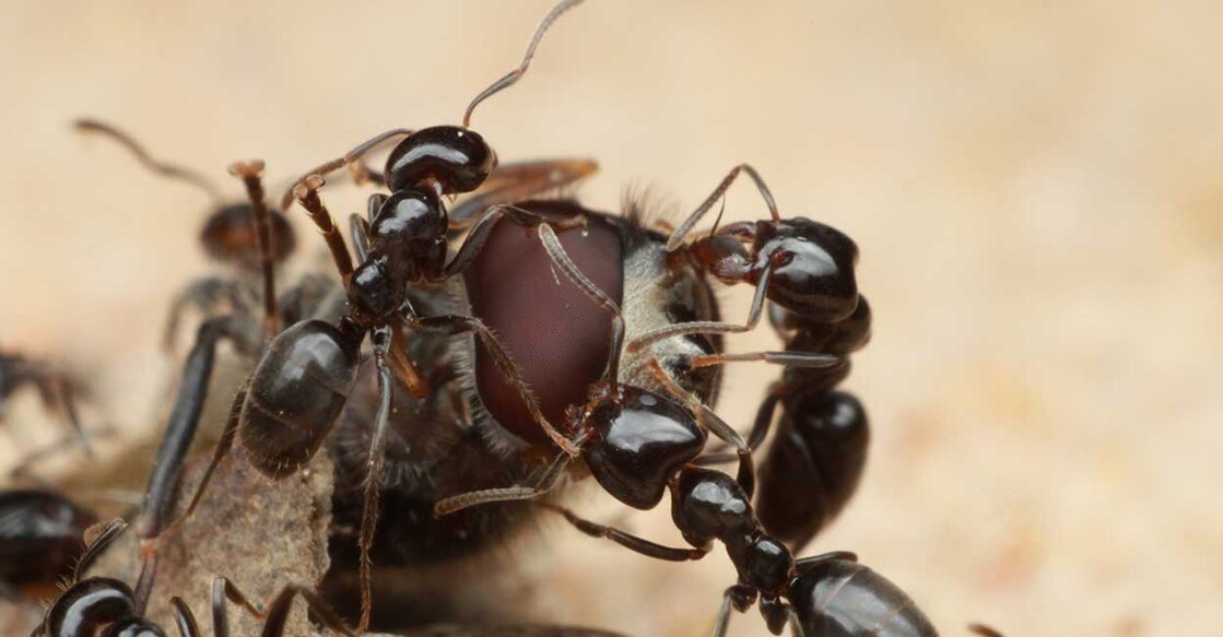 ants Representative Image. Image Credit: Nathalia Safar /istockphoto.com