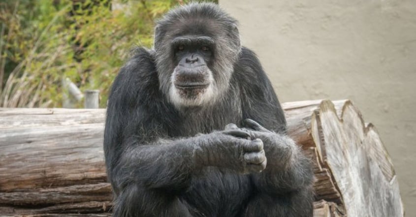 cobby-chimpanzee-2 cobby-chimpanzee-2