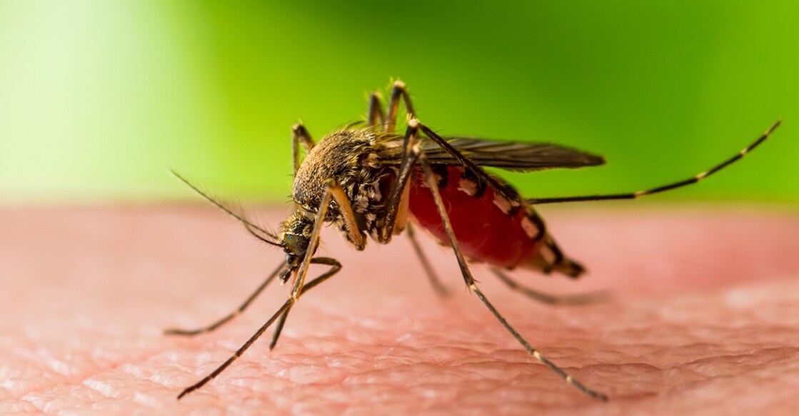mosquito-west-nile-case