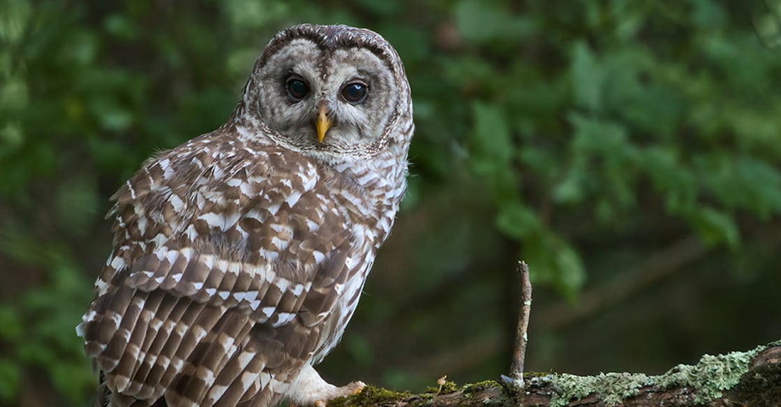 federal-government-plans-to-kill-half-a-million-west-coast-owls