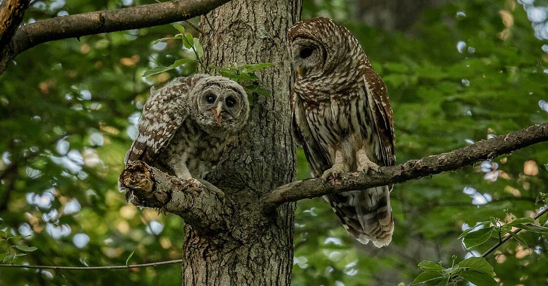 us-officials-finalize-plan-to-kill-about-452000-invasive-owls