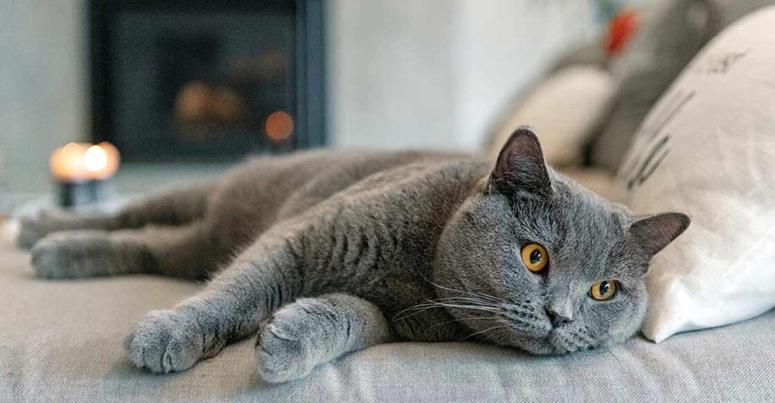 cat Representative Image. Image Credit: lisegagne/Istock.com