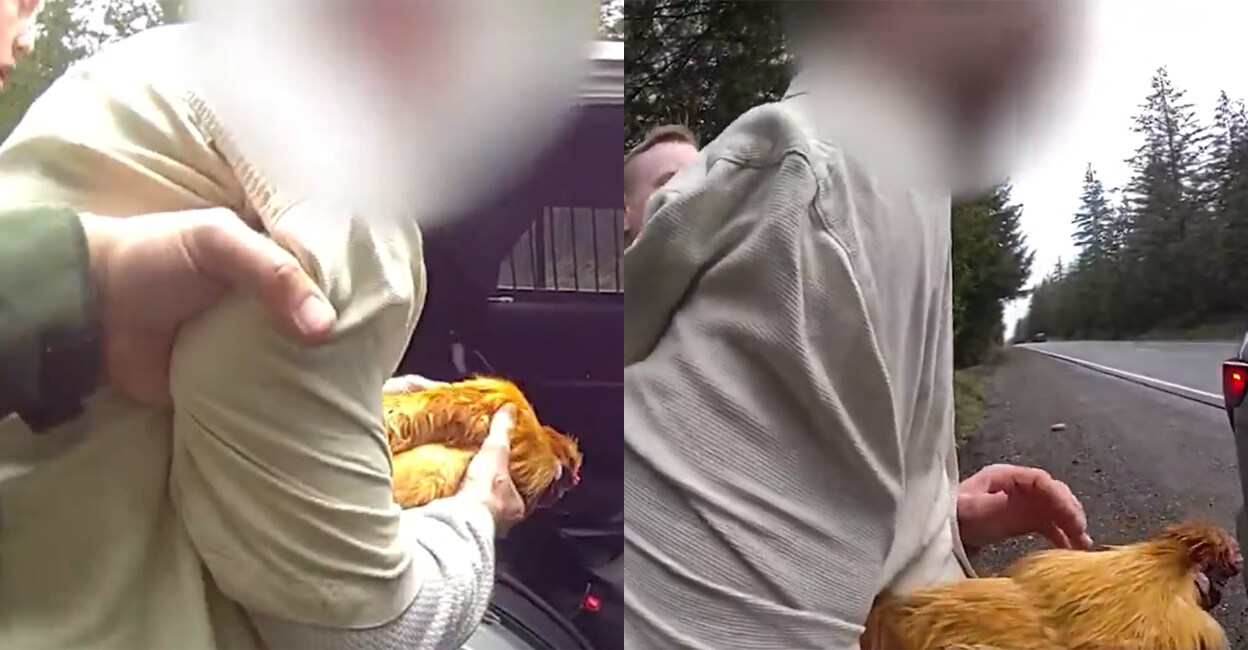 എനിക്ക് പോളി ഉണ്ട് മുൻ കാമുകിയുടെ കോഴിയെ മോഷ്ടിച്ച് യുവാവ് പൊലീസി ...