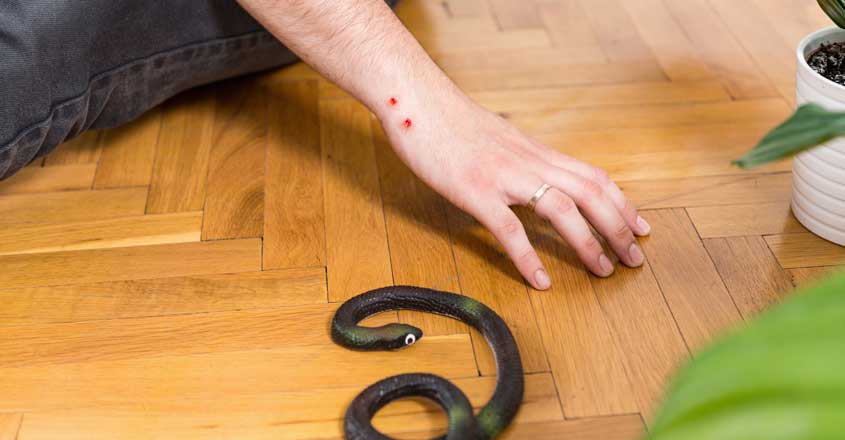 Snake bite meaning picture