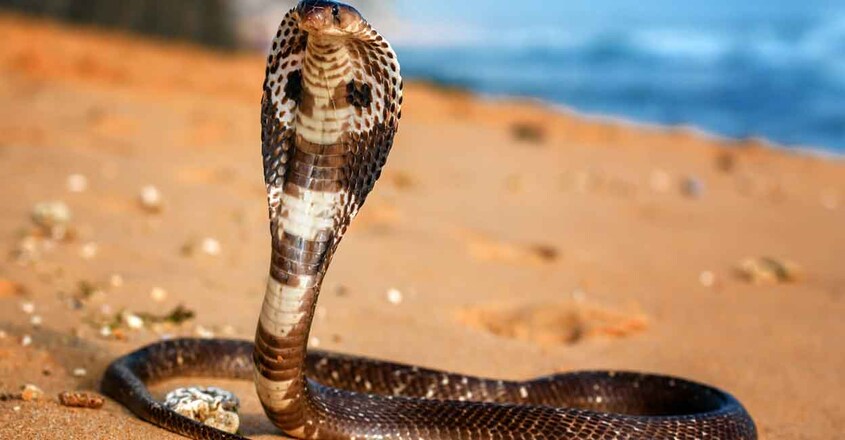 king cobra king cobra