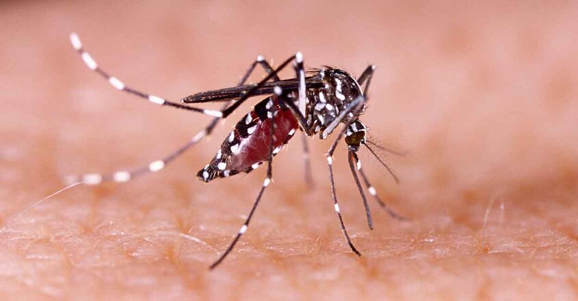 zika virus zika virus