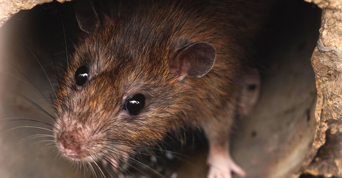 rat-leptospirosis-fever-bilal-kocabas-istock-photo-com rat-leptospirosis-fever-bilal-kocabas-istock-photo-com