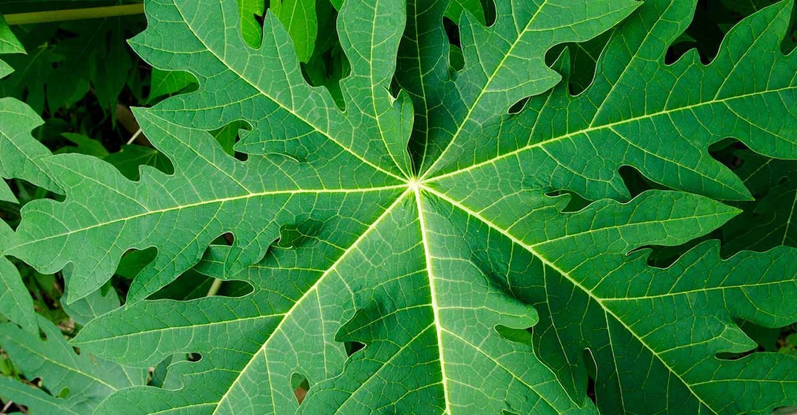 Papaya Leaves Green Vegetable Leaf Representative Image. Photo Credit : Ekk Pimonsri / iStockPhoto.com