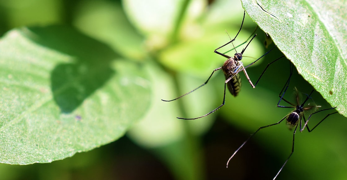 dengue-fever-mosquitoes-prasenjit-kar-istock-photo-com dengue-fever-mosquitoes-prasenjit-kar-istock-photo-com